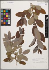 Foto von Salix cinerea L.